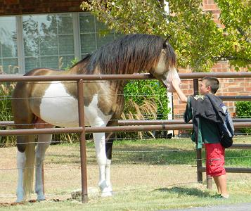 MEMC On Target ~ Splash Pinto Morgan Stallion